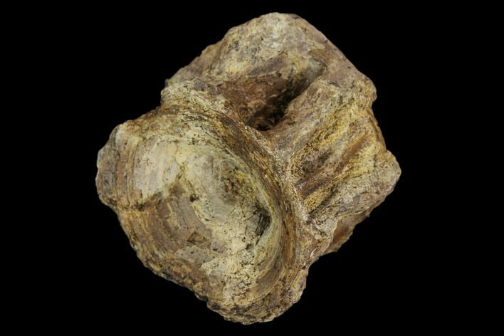 Fossil Fish (Ichthyodectes) Vertebra - Kansas #127862